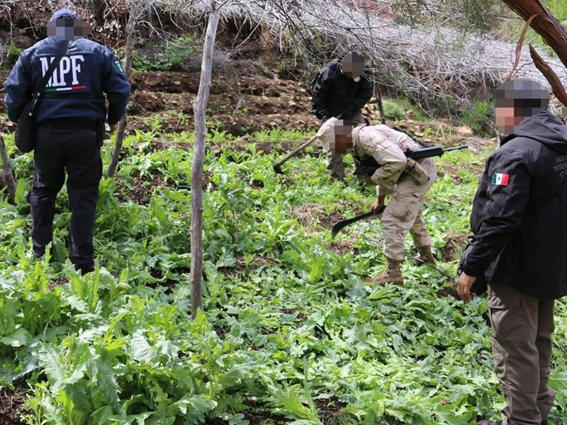 Destruyen 700 mil plantas de amapola en Ensenada