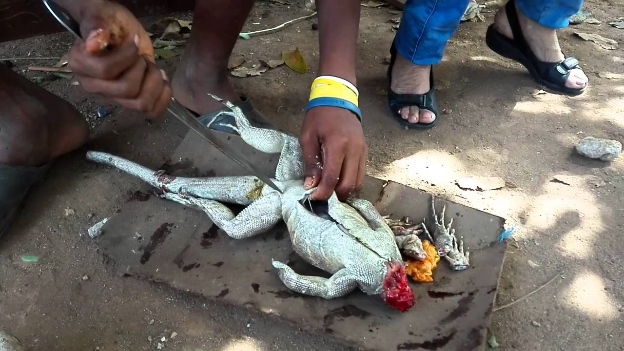 Deja Semana Santa cientos de iguanas muertas en el Estado de Oaxaca