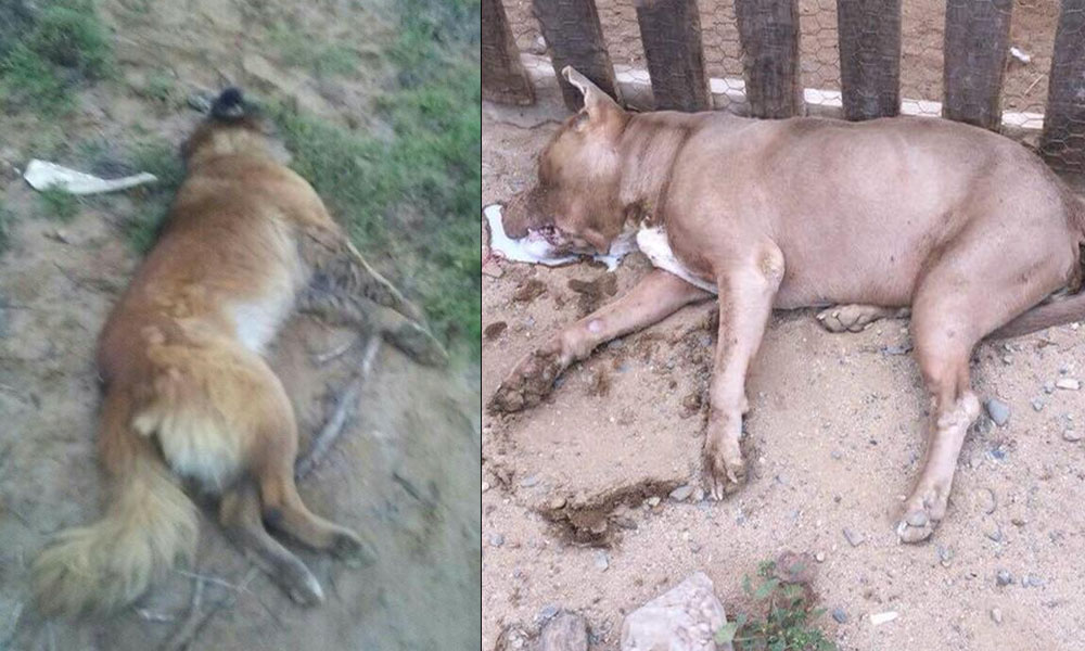 Matan-docena-perro-san-quintin-veraz-informa Matan a más de una docena de perros en San Quintín