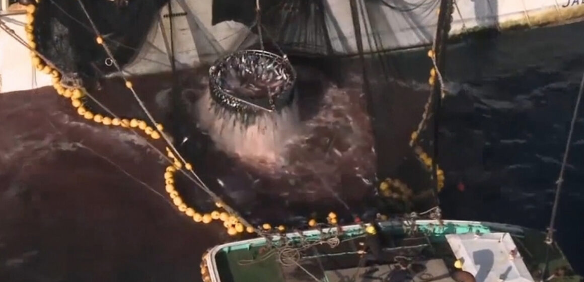 Empresas devolverán atún al mar por superar cuota de pesca.