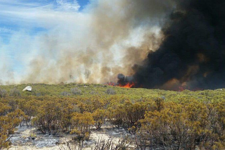 Incendio forestal amenaza Santa Catarina,  Ensenada