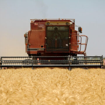 8 Avanza la distribución de recursos del programa rendimiento del trigo cristalino