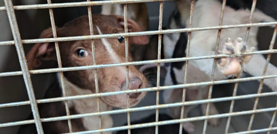 En Tijuana rescatan seis caninos víctimas de maltrato y violencia