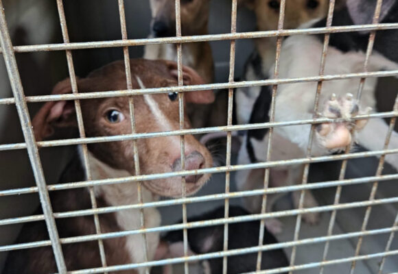 En Tijuana rescatan seis caninos víctimas de maltrato y violencia