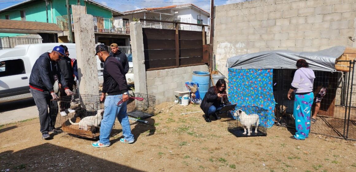 Rescatan a 13 perritos maltratados en Playas de Rosarito