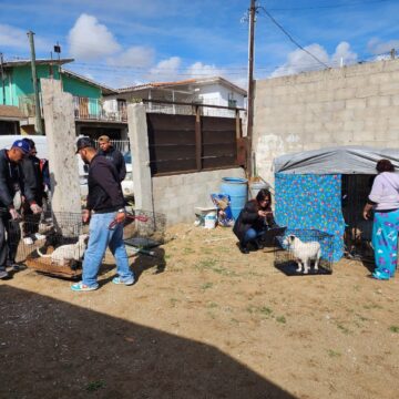 d7bc5379-17e9-438e-ba46-fd3a2d08c61d Rescatan a 13 perritos maltratados en Playas de Rosarito