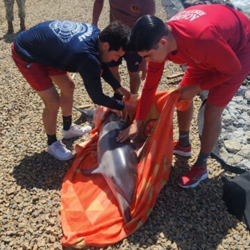 fds Delfín es rescatado y devuelto al mar por la División de Rescate Acuático en Playas de Tijuana