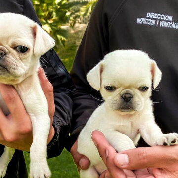 peditos Rescatan a dos cachorros que estaban a la venta en plena vía pública; XXV Ayuntamiento de Tijuana