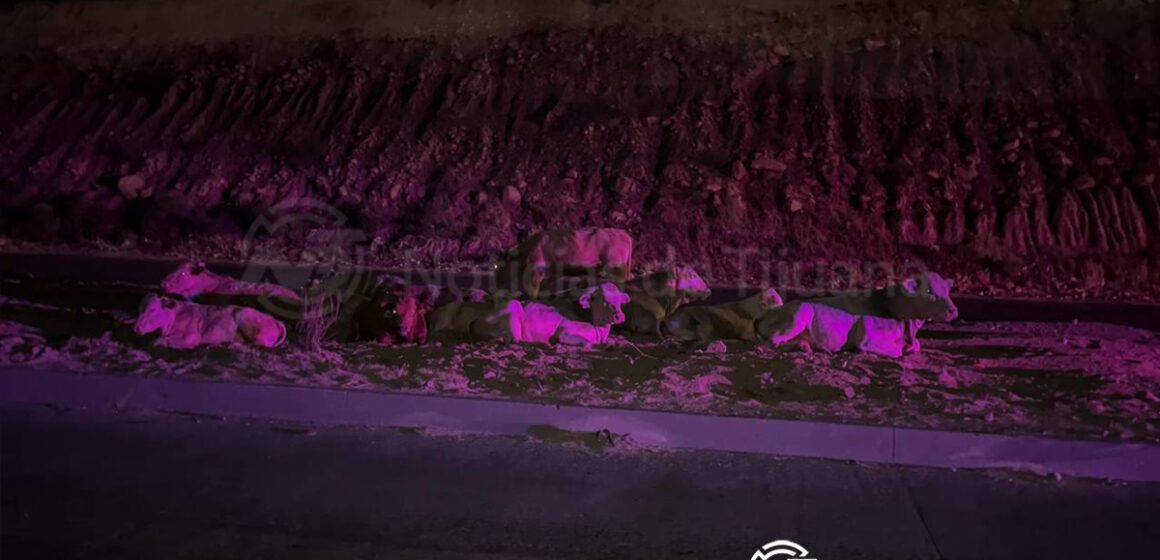 1 Vaca atropellada causa accidente en el bulevar 2000