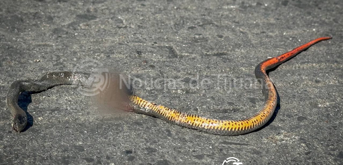 9 Menor de 10 años atacada por culebra en la colonia Tres de Octubre