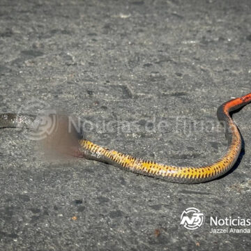 Menor de 10 años atacada por culebra en la colonia Tres de Octubre