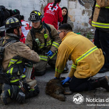 Dos caninos sin vida tras incendio en el Mariano
