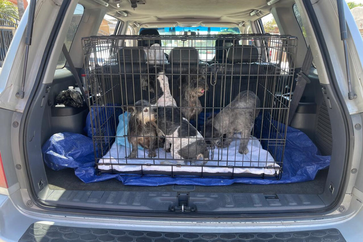 FGE rescata a cuatro caninos víctimas de maltrato animal