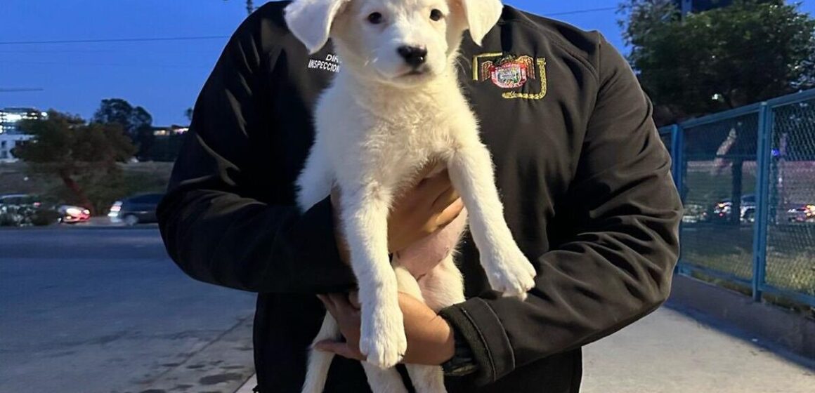 494047326_1219549109623240_1045378876777083385_n (1) Gobierno de Tijuana rescata a un cachorro comercializado en la garita de San Ysidro