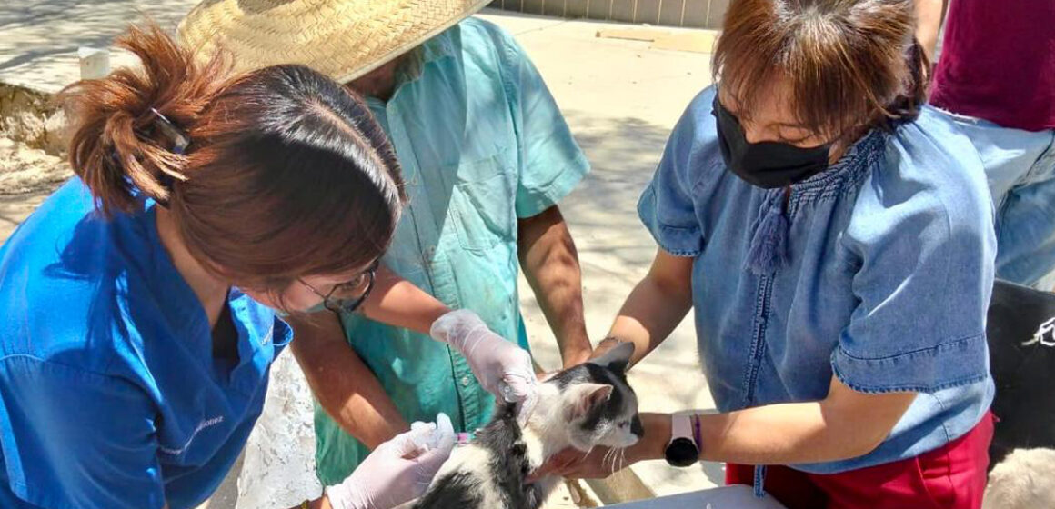 Gobierno de Tecate impulsa vacunación antirrábica en zonas rurales