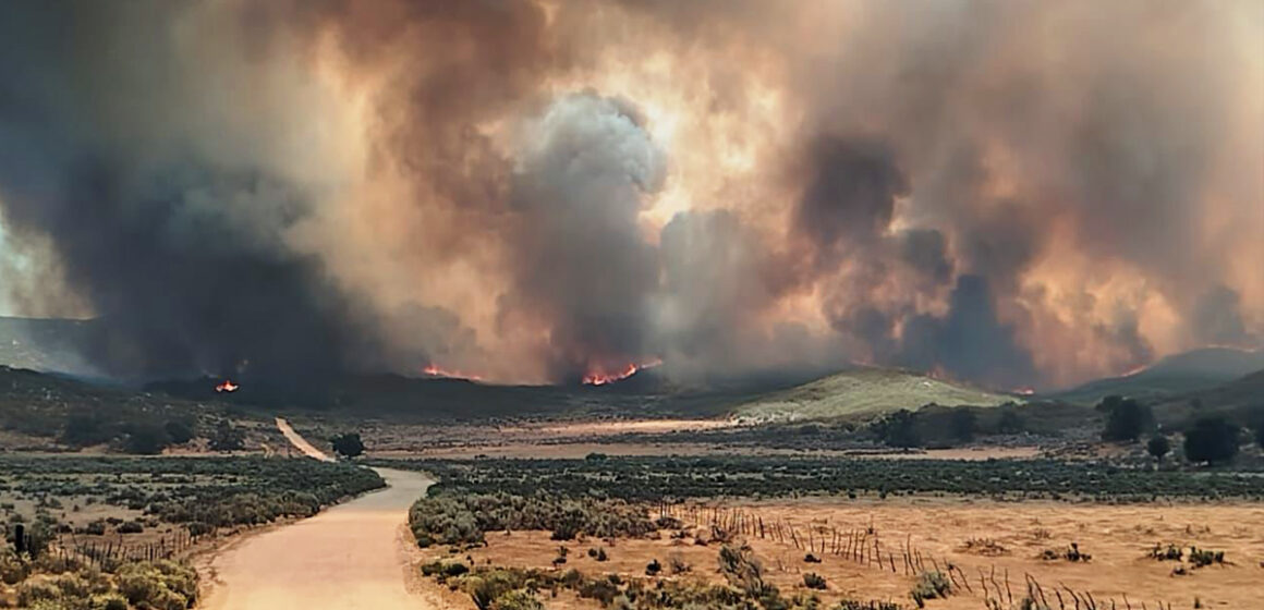Suman esfuerzos Bomberos de Tijuana en el combate de incendios forestales en Tecate