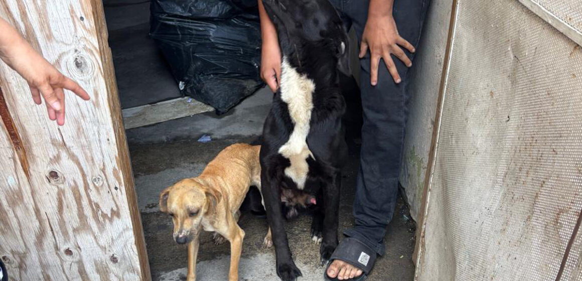 Durante cateo, Fiscalía General del Estado rescata a dos canes víctimas de maltrato