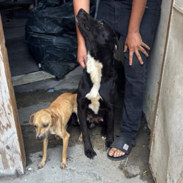 Durante cateo, Fiscalía General del Estado rescata a dos canes víctimas de maltrato