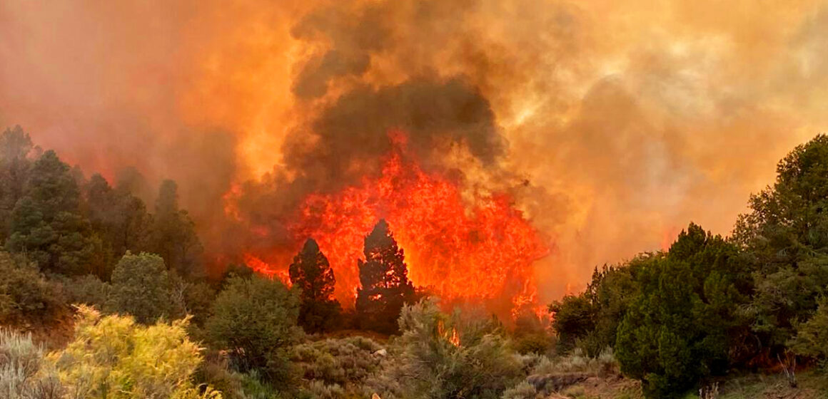 Bomberos intensifican labores en incendio forestal complejo Tecate 2