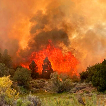1 Bomberos intensifican labores en incendio forestal complejo Tecate 2