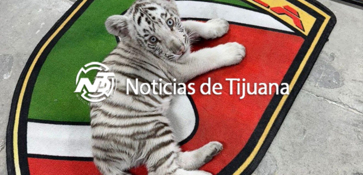 Rescatan a cachorro de tigre blanco en Tijuana tras denuncia anónima