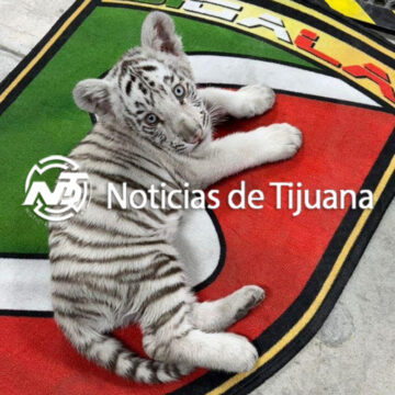 1 Rescatan a cachorro de tigre blanco en Tijuana tras denuncia anónima