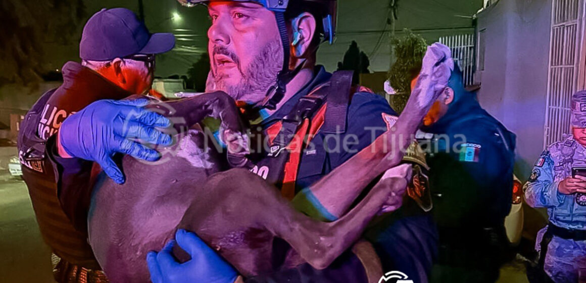 Cachorra pitbull herida por bala al intentar proteger a su dueño