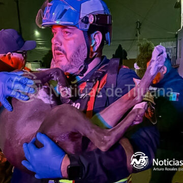 2 Cachorra pitbull herida por bala al intentar proteger a su dueño
