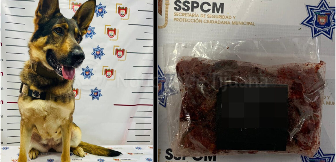 ghf Encuentran gomitas con marihuana en escuela de Tijuana