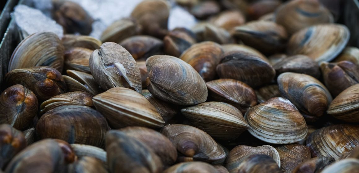 1 COEPRIS BC emite recomendaciones para consumo seguro de moluscos en temporada de calor