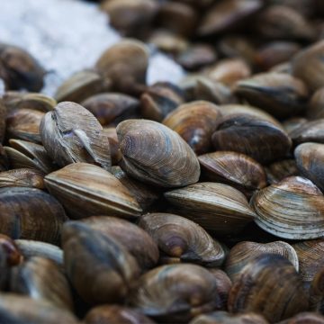 1 COEPRIS BC emite recomendaciones para consumo seguro de moluscos en temporada de calor