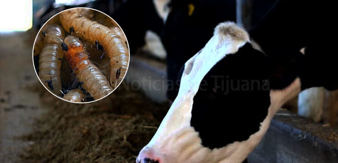 Totalmente exagerado cierre de frontera tras caso de gusano barrenador en Veracruz: CSP