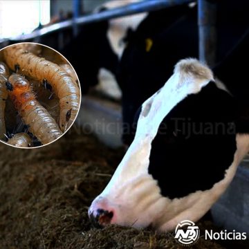 1 Totalmente exagerado cierre de frontera tras caso de gusano barrenador en Veracruz: CSP