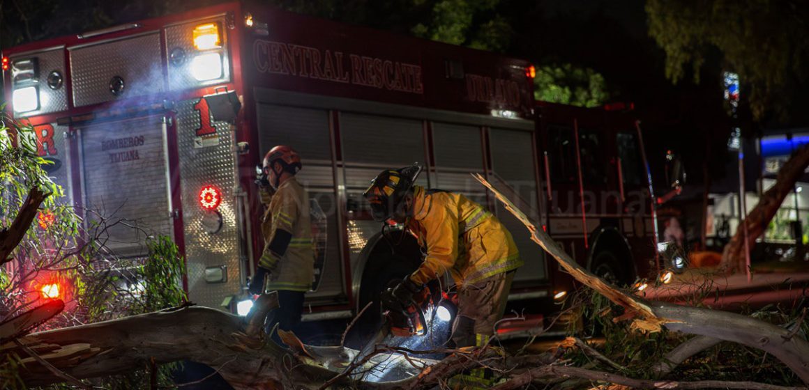 1 Se desploma árbol en parque Teniente Guerrero e interrumpe tránsito vehicular
