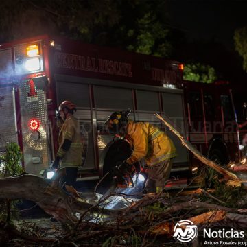 Se desploma árbol en parque Teniente Guerrero e interrumpe tránsito vehicular