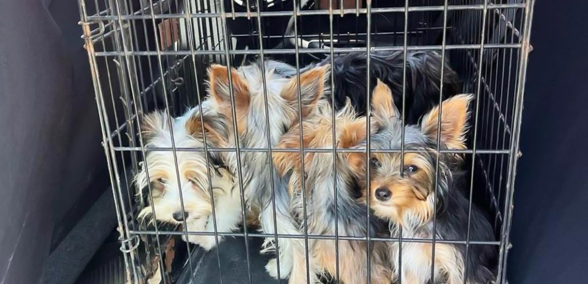 2 Rescata Gobierno Municipal a caninos que eran comercializados