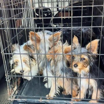 Rescata Gobierno Municipal a caninos que eran comercializados