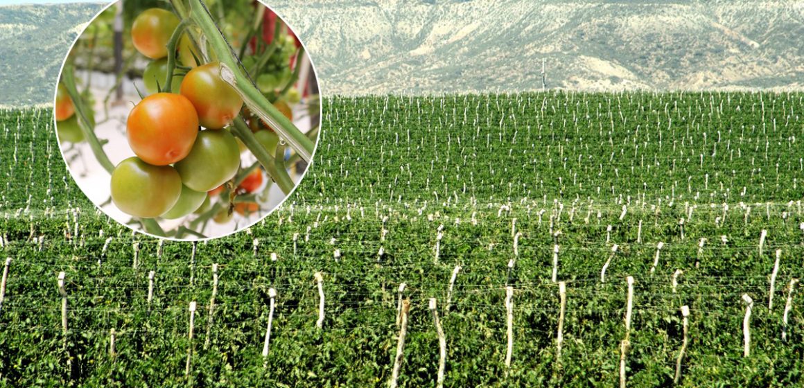 Arancel al jitomate afectará producción de San Quintín