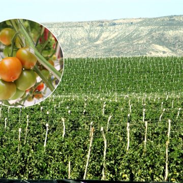 Arancel al jitomate afectará producción de San Quintín