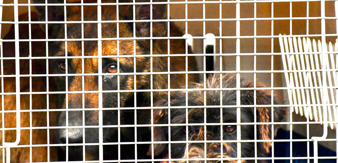 Rescatan a dos caninos en condiciones de crueldad en Tijuana; detienen al presunto responsable