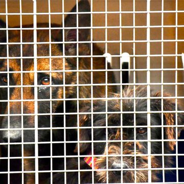 Rescatan a dos caninos en condiciones de crueldad en Tijuana; detienen al presunto responsable