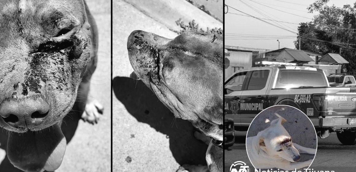 u5tt4 Denuncian a José por “machetear” a dos perritos en Villa del Álamo