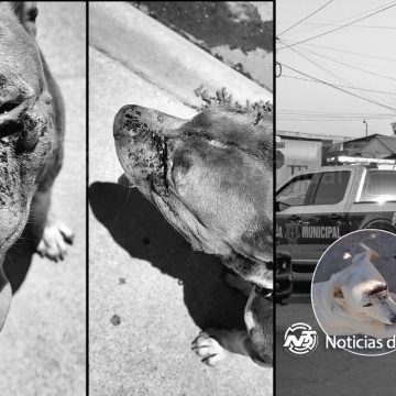 u5tt4 Denuncian a José por “machetear” a dos perritos en Villa del Álamo
