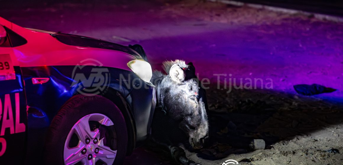 Patrulla choca con un burro en el bulevar 2000