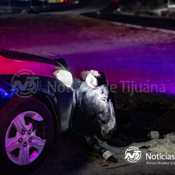 Patrulla choca con un burro en el bulevar 2000