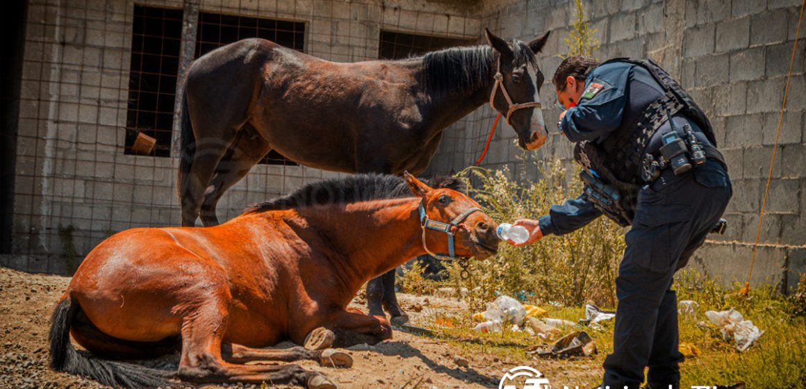 Atención a denuncia permite brindar atención urgente a dos caballos heridos en la colonia Santa Cruz