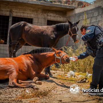 Atención a denuncia permite brindar atención urgente a dos caballos heridos en la colonia Santa Cruz