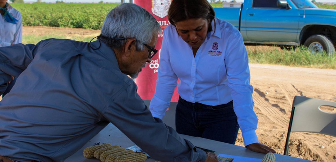 Impulsa SADER BC producción de maíz