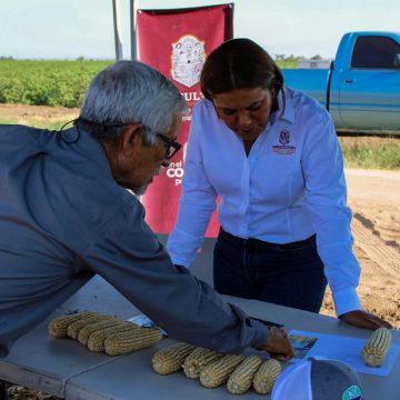 Impulsa SADER BC producción de maíz