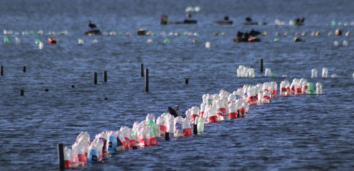1 Anuncian inicio de estudios para manejo sostenible de residuos en San Quintín y San Felipe